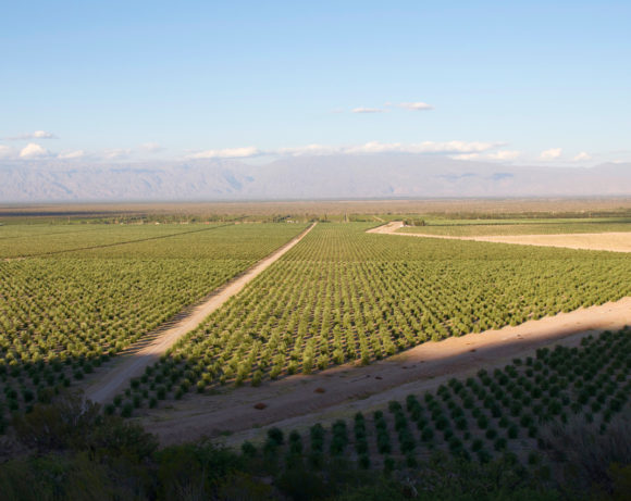 Finca Tecnolivos y La Chilin